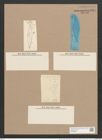 Pleurosigma angulatum aestari [sic?] (Breb.) V.H. (de-Toni-Nr.: Genus 13, Species 1001) Zeichnungen Sammlung Grunow Nr. 1991 (NHMW-BOT-W0368837)